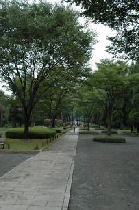 智光山公園・中央園路の画像