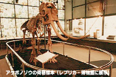アケボノゾウ骨格標本の画像