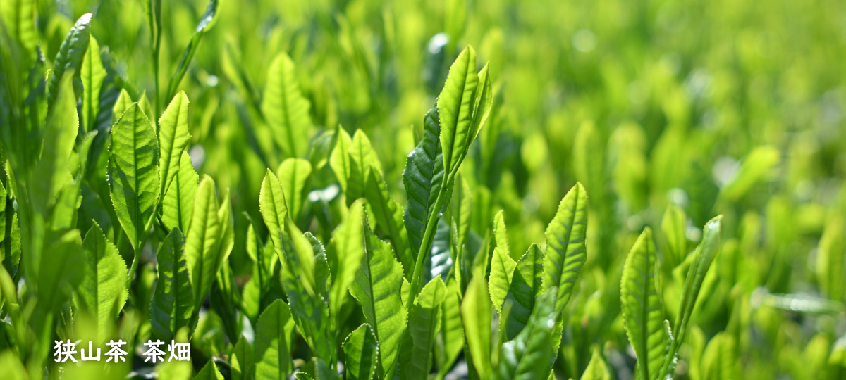 狭山茶へのリンク