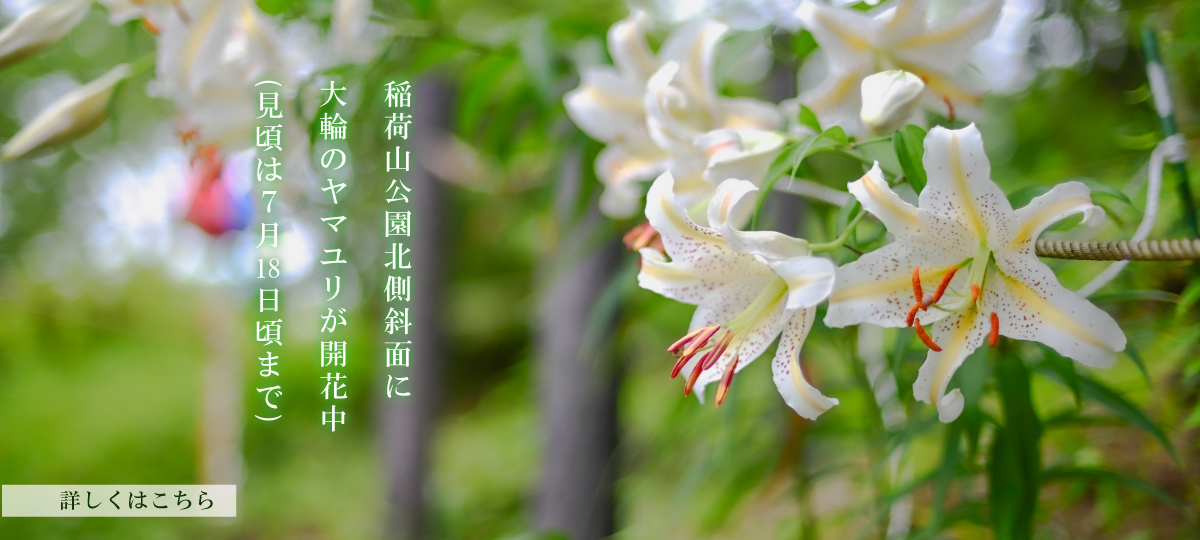 やまゆりに関する記事へのリンク
