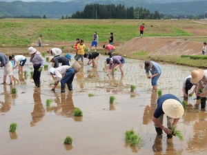田植えの様子