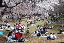 お花見の画像（狭山稲荷山公園）