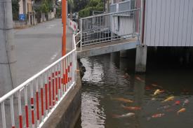 鯉が泳ぐ用水路・根堀の写真