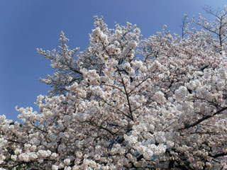 稲荷山公園の桜の写真