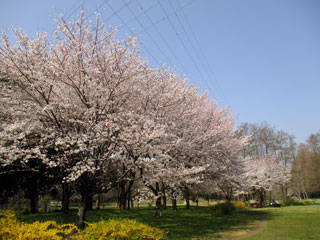 智光山公園の桜の写真