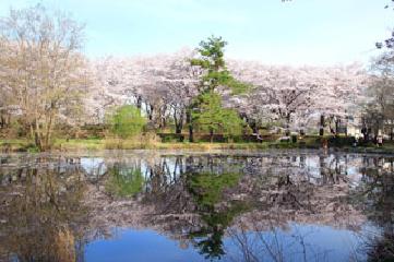 智光山公園の桜の写真