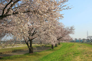 上奥富運動公園の桜の写真