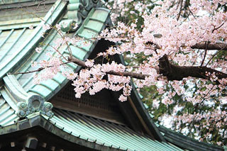 八幡神社の桜の写真