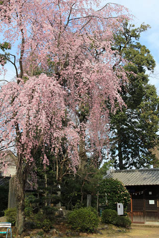 広瀬神社の桜の写真