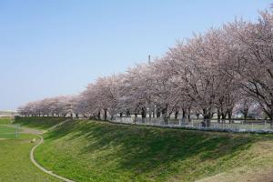 入曽多目的広場の桜の写真