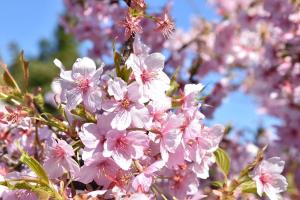 信立寺の桜の写真