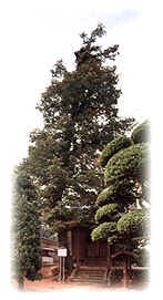 羽黒神社の菩提樹