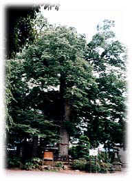 広瀬神社の大ケヤキ