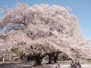 狭山稲荷山公園の画像8の画像