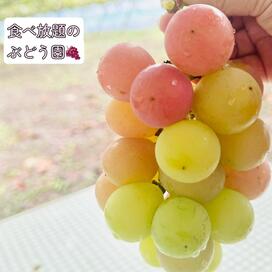 「ぶどう狩りの秋。宮信観光ぶどう園」記事へのリンク