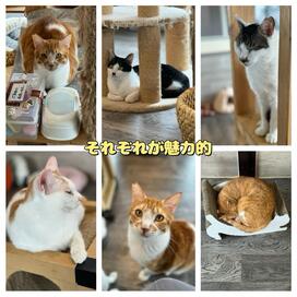 「狭山市役所そばで癒される。保護猫カフェfunnycat」記事へのリンク