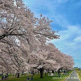「入間川に桜を植えた人たち」記事へのリンク