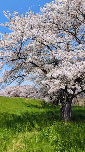 「桜颪」記事へのリンク