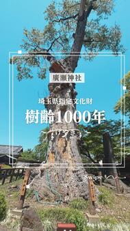 「廣瀬神社樹齢1000年のけやき」記事へのリンク