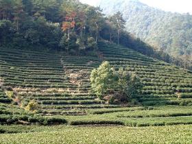 写真　斜面に作られた龍井茶畑