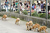 智光山公園こども動物園の画像