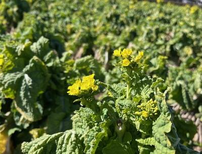 菜花2026年2月19日撮影1