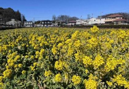 菜花2026年2月19日撮影2