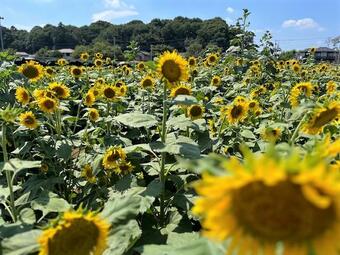 ひまわり8月2日撮影3