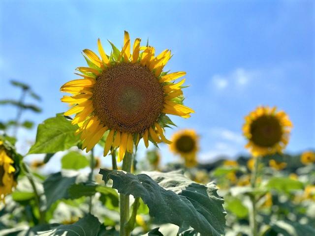ひまわり8月2日撮影1