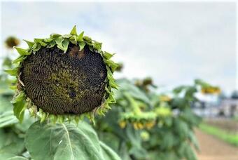 ひまわり8月14日撮影3