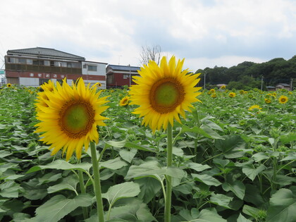 6分咲きのひまわり