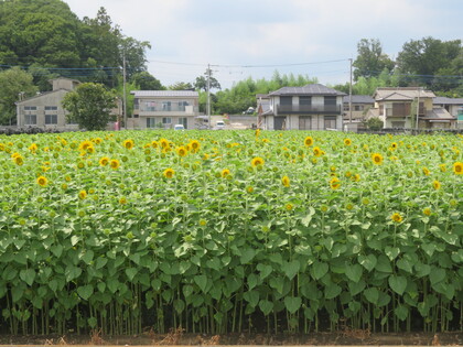 6分咲きのひまわり