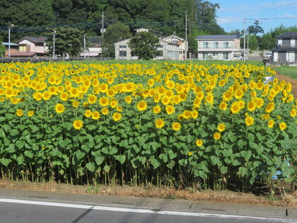 9分咲きのひまわりが畑の入口に咲いています