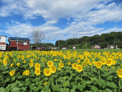 9分咲きのひまわりが畑の入口に咲いています