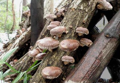 シイタケの写真