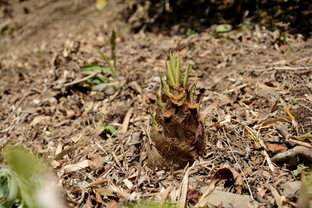 タケノコイメージ
