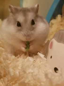 ハムスターの写真