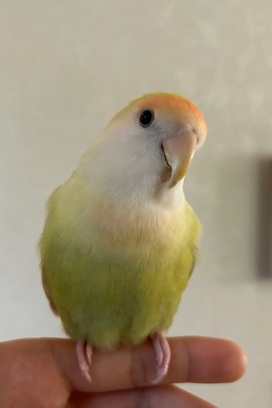 鳥の写真