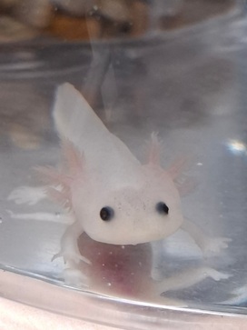 ウーパールーパーの写真